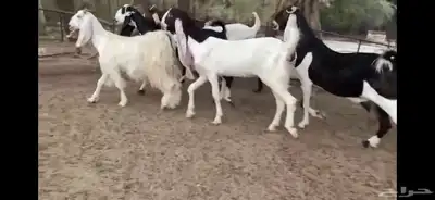 للبيع 6 معزا نوادر 16