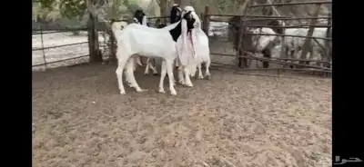للبيع 6 معزا نوادر 21