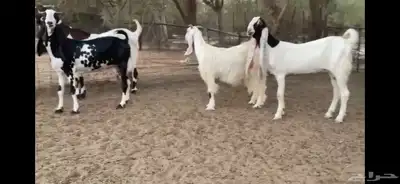 للبيع 6 معزا نوادر 14