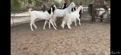 للبيع 6 معزا نوادر 22