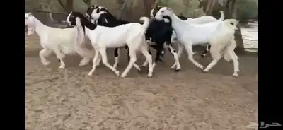 للبيع 6 معزا نوادر 0
