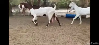 للبيع 6 معزا نوادر 9