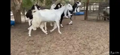 للبيع 6 معزا نوادر 6