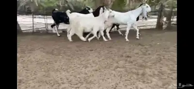 للبيع 6 معزا نوادر 23