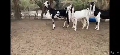 للبيع 6 معزا نوادر 8