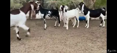 للبيع 6 معزا نوادر 7