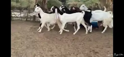 للبيع 6 معزا نوادر 2