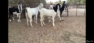 للبيع 6 معزا نوادر 11
