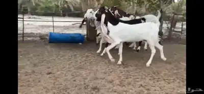 للبيع 6 معزا نوادر 20