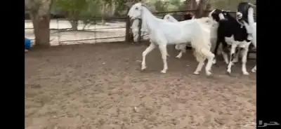 للبيع 6 معزا نوادر 10