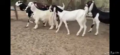 للبيع 6 معزا نوادر 15