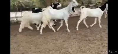 للبيع 6 معزا نوادر 13