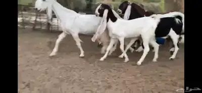 للبيع 6 معزا نوادر 19