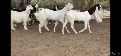 للبيع 6 معزا نوادر 12