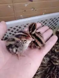 صوص سمان فري عمر 15 يوم الحبه بريال 0