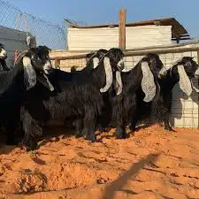 مطلوب معزا عارضيات مقاني ثنايا وارباع وسديس 2