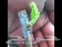 تنسيق حدائق الخرج 4
