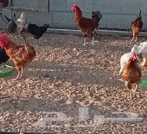 ديك بلدي وتركي 1