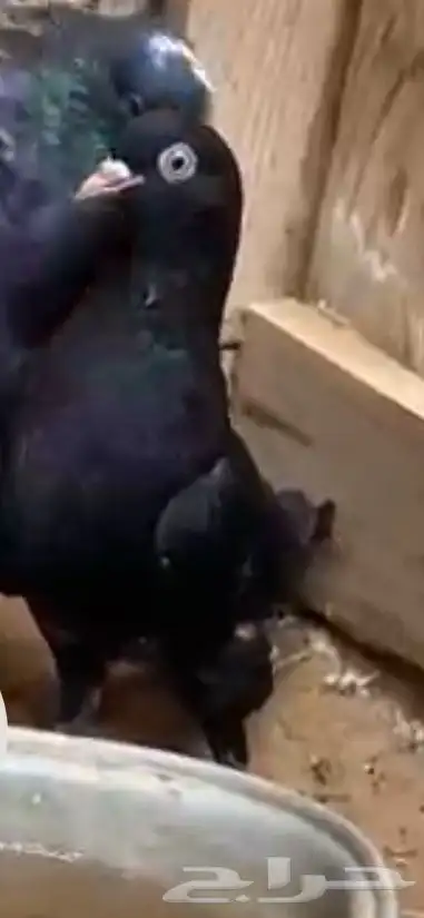 زوج قطايف للبيع قلاب 1