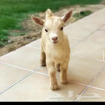 ماعز قزم 0