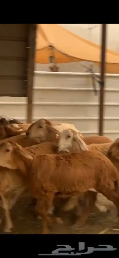 12 رخال سواكن صنف 4