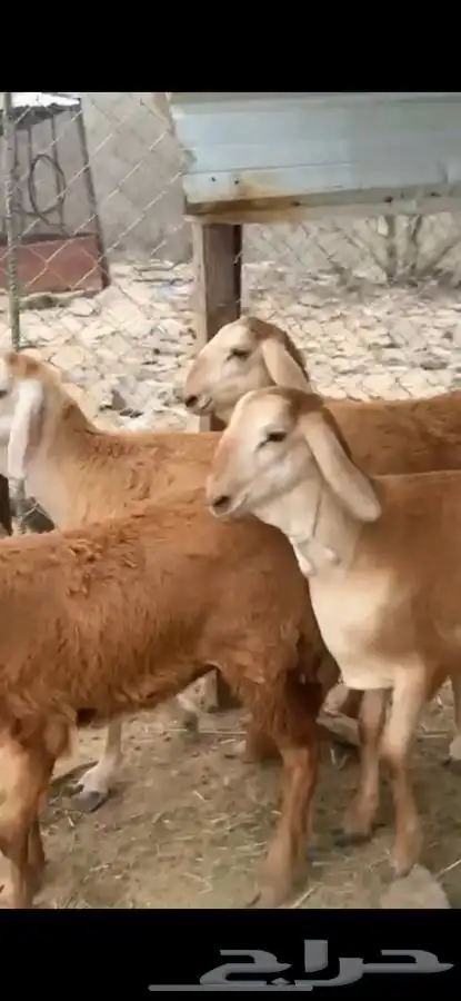 12 رخال سواكن صنف 0