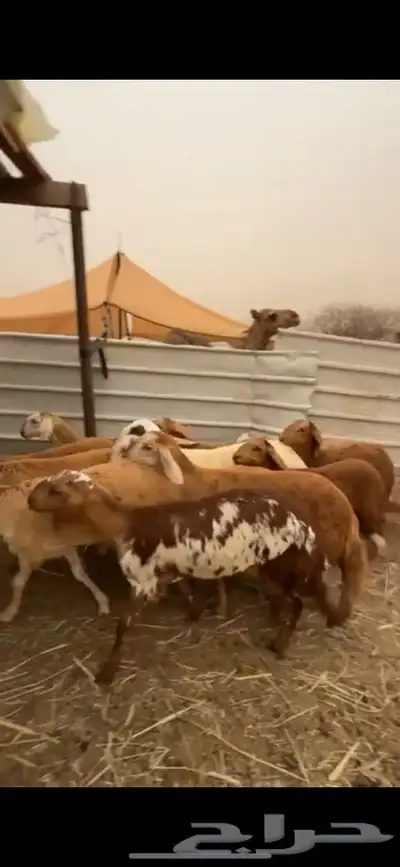 12 رخال سواكن صنف 3
