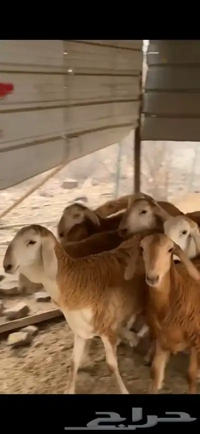 12 رخال سواكن صنف 2