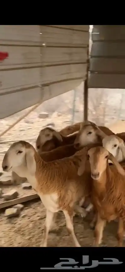 12 رخال سواكن صنف 2