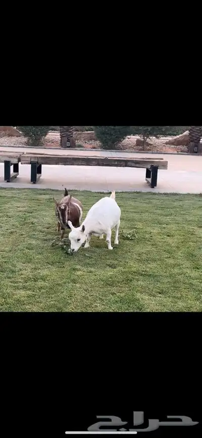 ماعز قزم للبيع 1