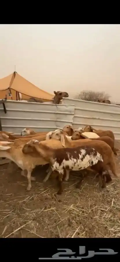 12 رخال سواكن صنف 5