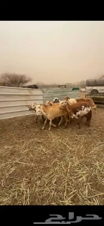 12 رخال سواكن صنف 1