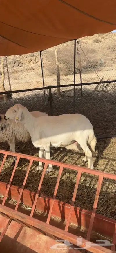 شاه للبيع 1