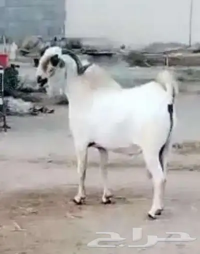 فحل بيشي فاخر ومنتج 1