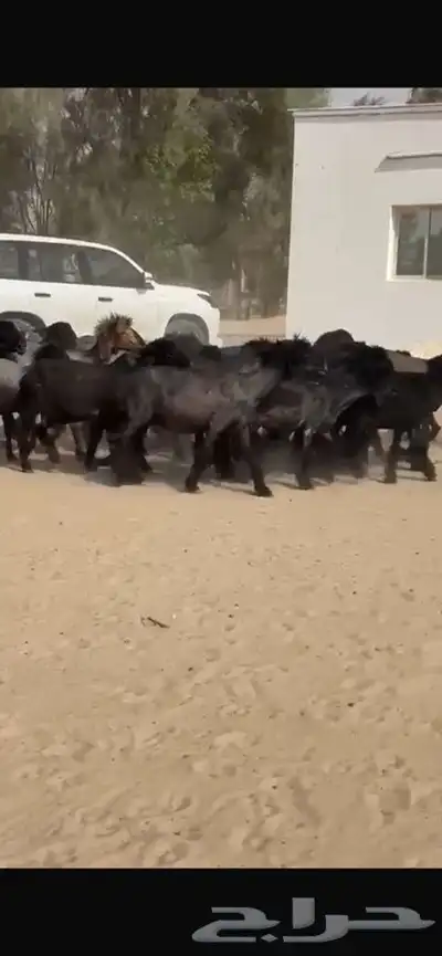 غنم عرب خصم اشباب اغلبها جذعات 4