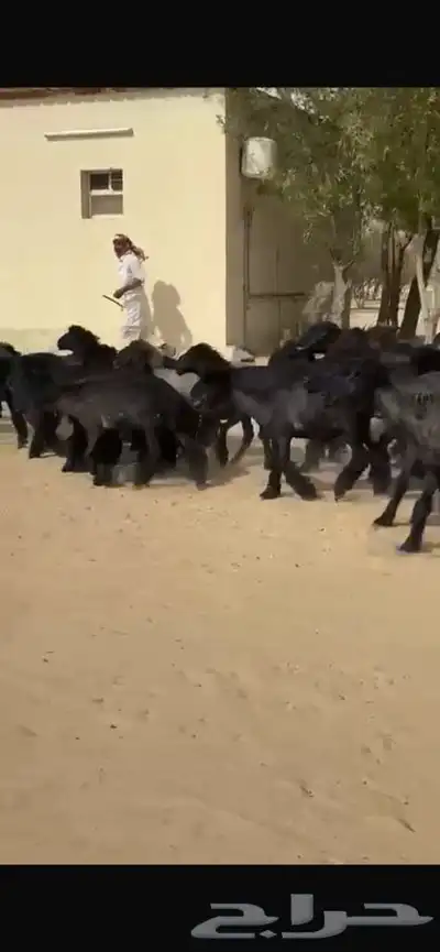 غنم عرب خصم اشباب اغلبها جذعات 14