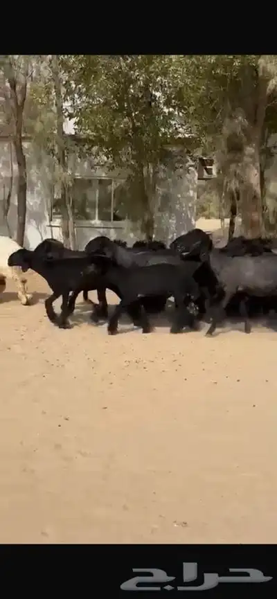 غنم عرب خصم اشباب اغلبها جذعات 8