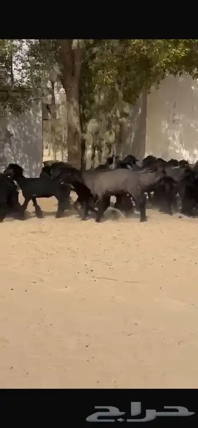 غنم عرب خصم اشباب اغلبها جذعات 6