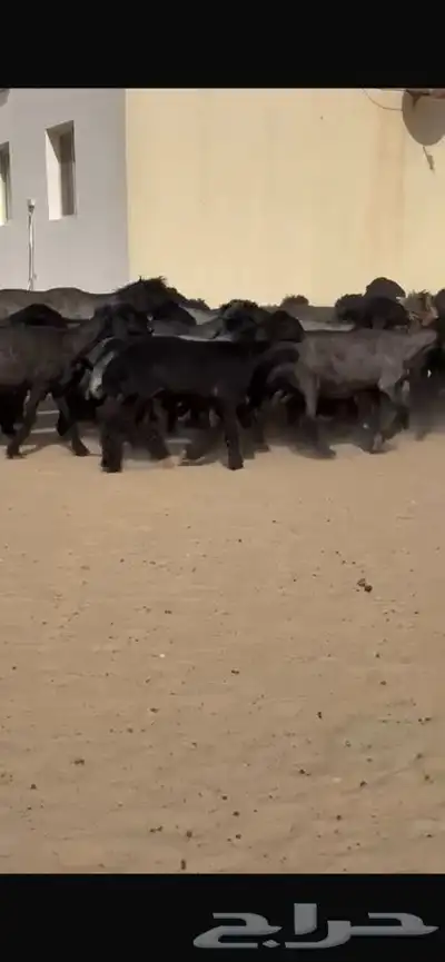 غنم عرب خصم اشباب اغلبها جذعات 2