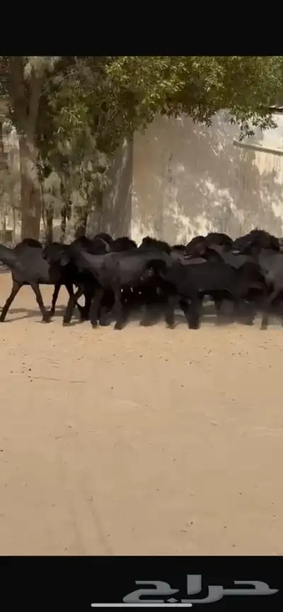 غنم عرب خصم اشباب اغلبها جذعات 7