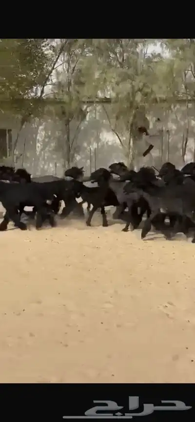 غنم عرب خصم اشباب اغلبها جذعات 13