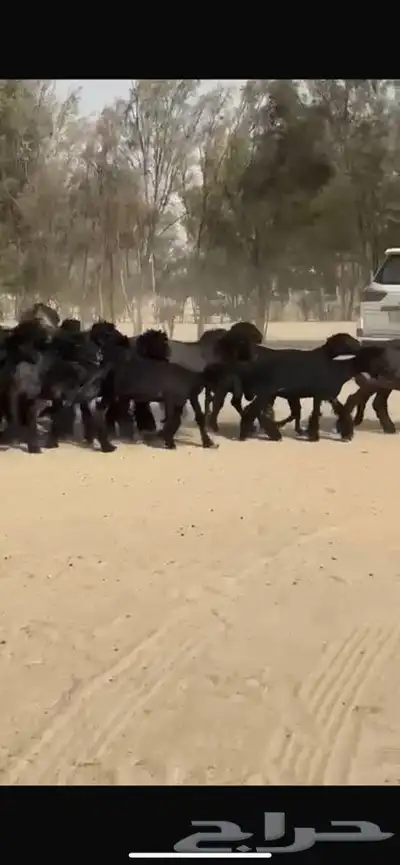 غنم عرب خصم اشباب اغلبها جذعات 3