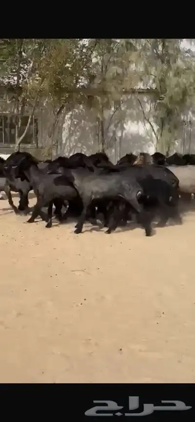 غنم عرب خصم اشباب اغلبها جذعات 9