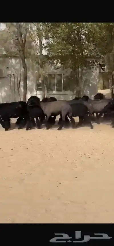 غنم عرب خصم اشباب اغلبها جذعات 5