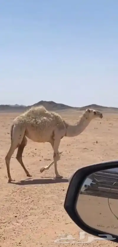 للبيع بكره طيبه 0