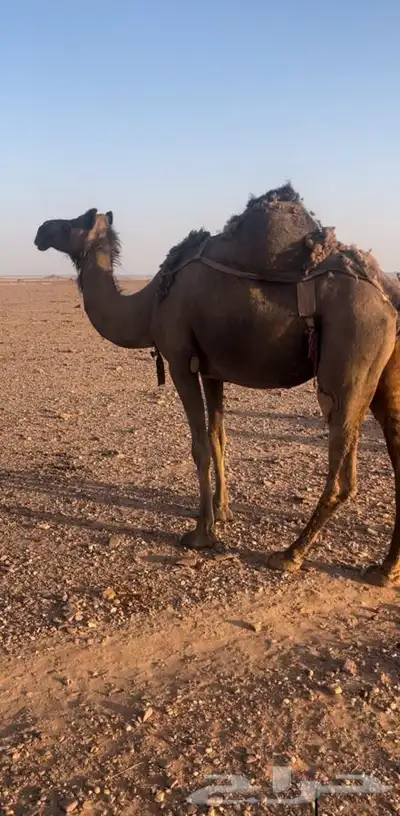 ناقه صفر لقحه عكشاء 0