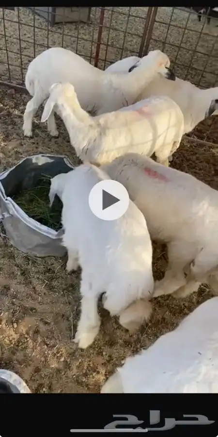 بهم للبيع 1