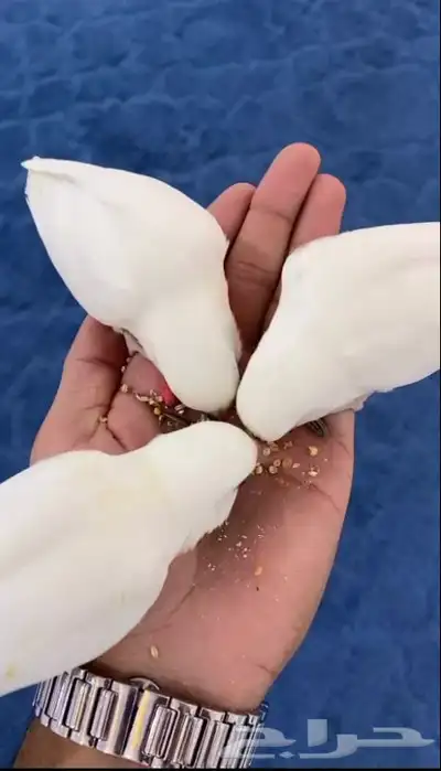 روز اليف هدد 1