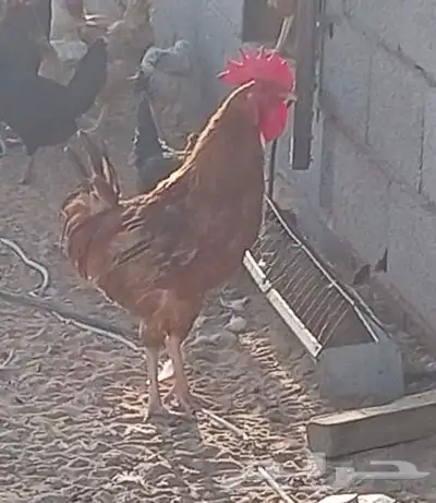 ديك بلدي وتركي 2