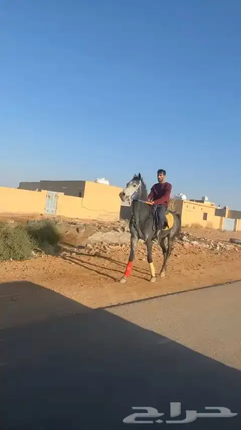 حصان شعبي index